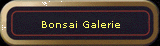 Bonsai Galerie