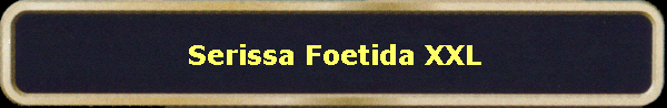 Serissa Foetida XXL
